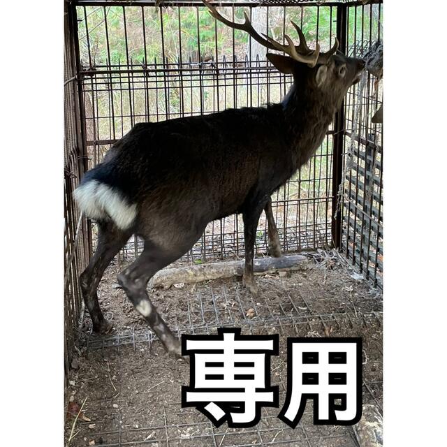 天然鹿肉 専用