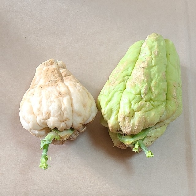 ハヤトウリの種(緑と白) 食品/飲料/酒の食品(野菜)の商品写真