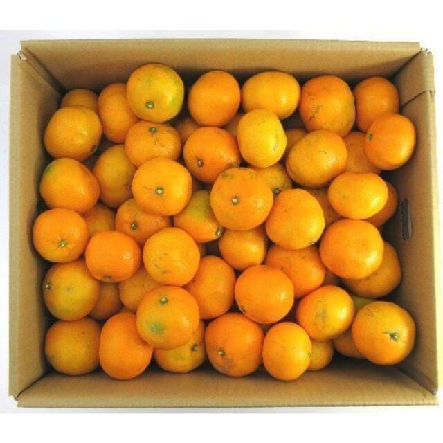  みかん 10kg🍊ご家庭用 訳あり 不選別 湯河原みかん 10キロ. 食品/飲料/酒の食品(フルーツ)の商品写真