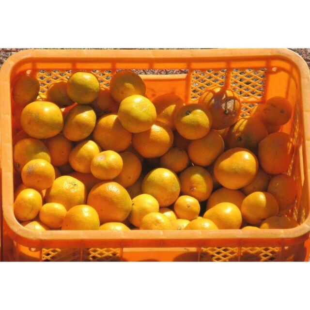  みかん 10kg🍊ご家庭用 訳あり 不選別 湯河原みかん 10キロ. 食品/飲料/酒の食品(フルーツ)の商品写真