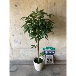 光触媒　人工観葉植物　ウォールグリーン　フェイクグリーン　パキラ125