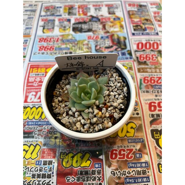 多肉植物 大和錦 抜き苗 ひろっ 多肉植物 大和錦 抜き苗 ひろっ