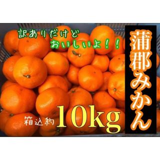 蒲郡みかん10kg 小玉・中玉サイズ(フルーツ)