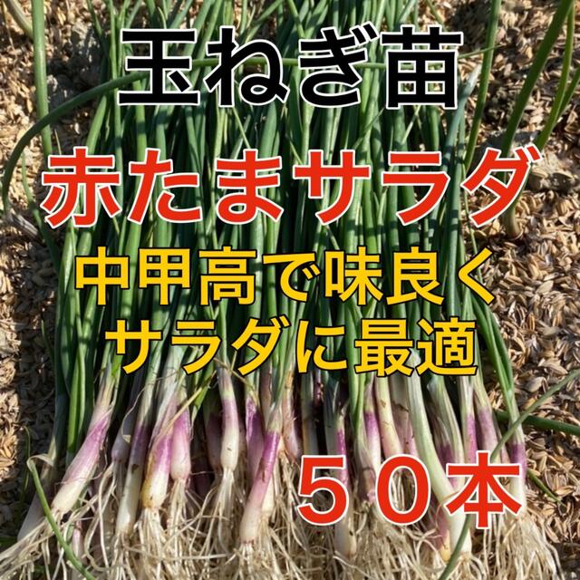 血液サラサラ‼️赤玉葱苗50本入❗️ 食品/飲料/酒の食品(野菜)の商品写真