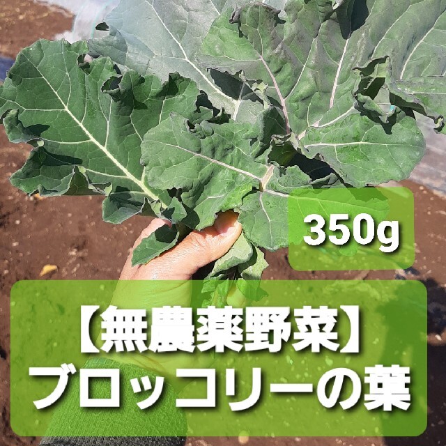 【無農薬野菜】ブロッコリーの葉　350g その他のペット用品(小動物)の商品写真