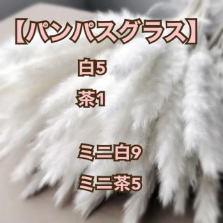 パンパスグラス 白5 茶1  ミニ白9 ミニ茶5 ドライフラワー(ドライフラワー)