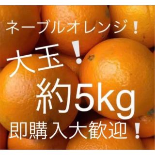 ネーブルオレンジ　大玉　約5kg(フルーツ)