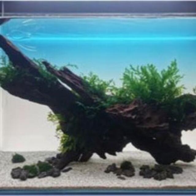 限定品】 水槽 カラー バックライトスクリーン 90cm×45cm アクアリウム