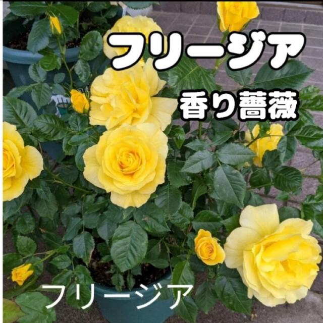 香り薔薇 フリージア 強香 強健 四季咲き 薔薇苗 挿し木苗 その他