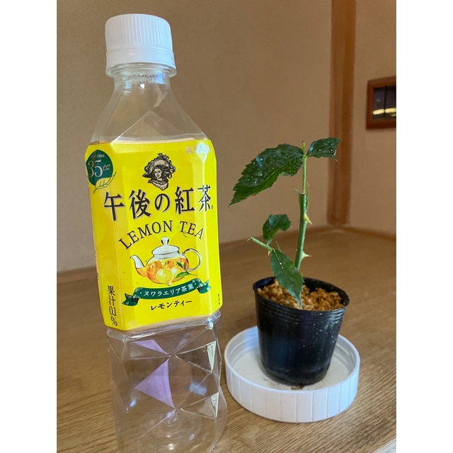 香り薔薇☆フリージア☆強香☆強健☆四季咲き☆薔薇苗☆挿し木苗。の通販 by rose's roses shop|ラクマ 香り薔薇☆フリージア☆強香☆強健☆四季咲き☆薔薇苗☆挿し木苗。の通販 by rose's roses shop|ラクマ