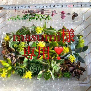 多肉植物　寄せ植え②❣️得得大きめカット苗　Lサイズフードパックもりもり(その他)