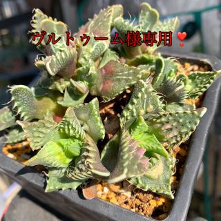 多肉植物　フォーカリア怒濤‼️美苗　抜き苗(その他)