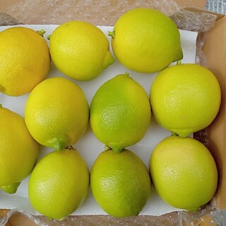 産地直送！（無農薬）レモン→　１.５kg(フルーツ)