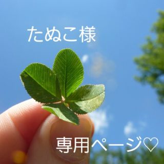 たぬこ様専用ページ♡(野菜)