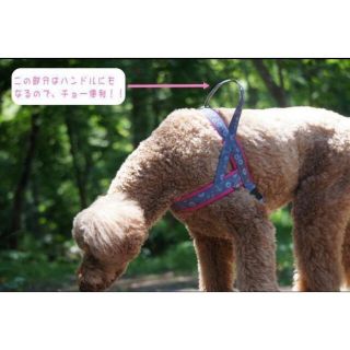 フィンランド【FinNeroT型スポーツクッション、ハーネス　スノー](犬)