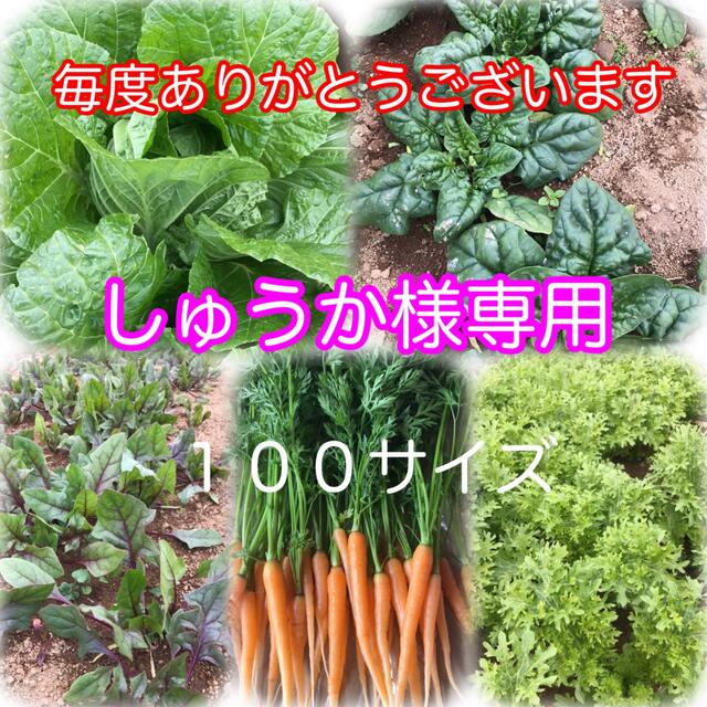 しゅうか様専用 食品/飲料/酒の食品(野菜)の商品写真