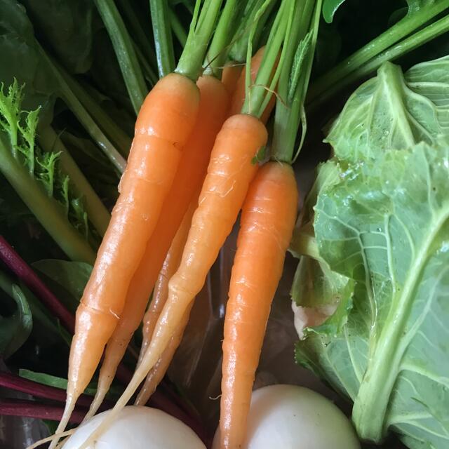 しゅうか様専用 食品/飲料/酒の食品(野菜)の商品写真