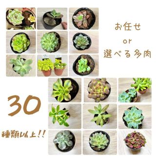 多肉 カット苗 寄せ植え 抜き苗 葉挿し(その他)