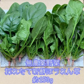 無農薬野菜＊採れたて新鮮ほうれん草＊約150g＊ネコポス✳︎ 柔らかいです♪ (野菜)