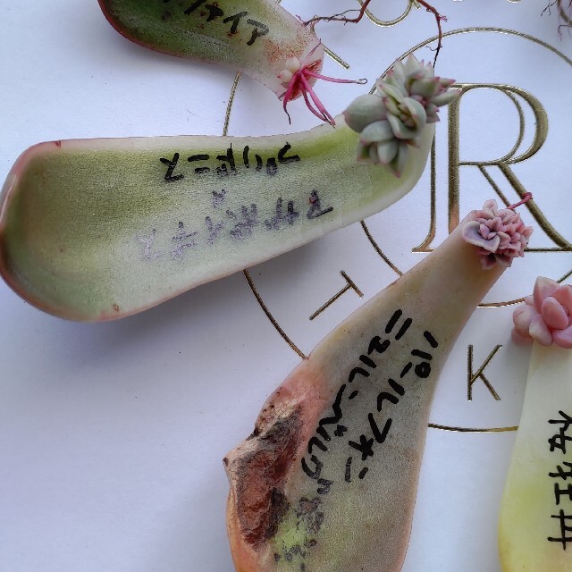 多肉植物◎葉挿しセット　葉ざし　葉さし ハンドメイドのフラワー/ガーデン(その他)の商品写真