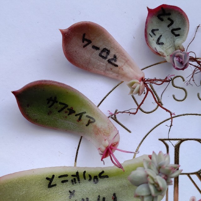 多肉植物◎葉挿しセット　葉ざし　葉さし ハンドメイドのフラワー/ガーデン(その他)の商品写真