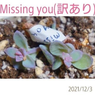 Missing you ミッシングユー 小苗 葉挿し苗 多肉植物 韓国苗