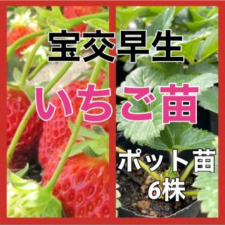 プランターでも‼️苺苗6鉢入‼️(野菜)