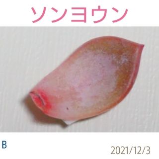 ミルクゼリー 葉挿し 未発根芽 多肉植物 韓国苗