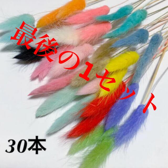 ラグラス カラーセット ハンドメイドのフラワー/ガーデン(ドライフラワー)の商品写真