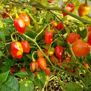 静岡県産 ハバネロ 500g(ネコポストに入るていど)(野菜)