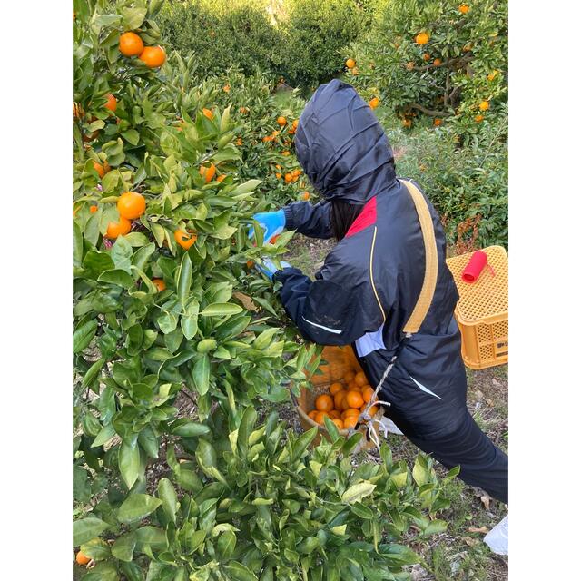 有田みかん🍊小玉🍊10㎏🍊家庭用🍊送料込み 食品/飲料/酒の食品(フルーツ)の商品写真