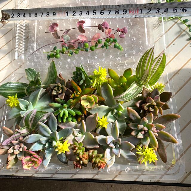 多肉植物　得得　カラフル寄せ植え③❣️Lサイズフードパックもりもり ハンドメイドのフラワー/ガーデン(プランター)の商品写真