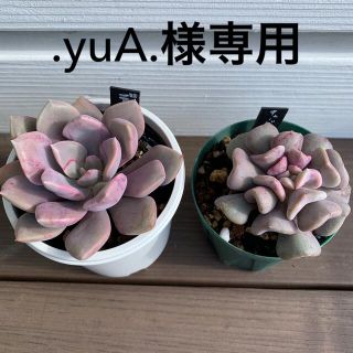 デビー＊キュービックフロスト＊抜き苗（多肉植物）(その他)