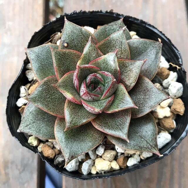 大和錦 抜き苗 1つ 多肉植物 | mezcla.in