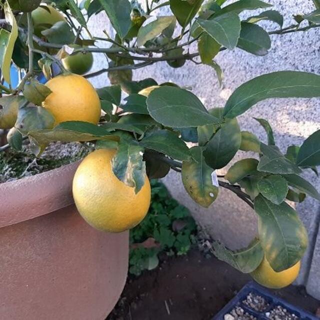 【無農薬】レモン　抜き苗 ハンドメイドのフラワー/ガーデン(その他)の商品写真