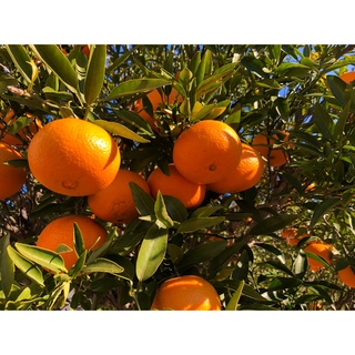 津乃輝き　西南の光　ネーブルオレンジ　5キロ　無農薬　除草剤不使用　(フルーツ)