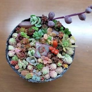 多肉植物　セダムなど盛り合わせ　6cmポットぎっしり　(その他)