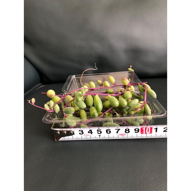 多肉植物 ルビーネックレス カット苗50g 即購入歓迎の通販 by 多肉植物 ルビーネックレス カット苗50g 即購入歓迎の通販 by