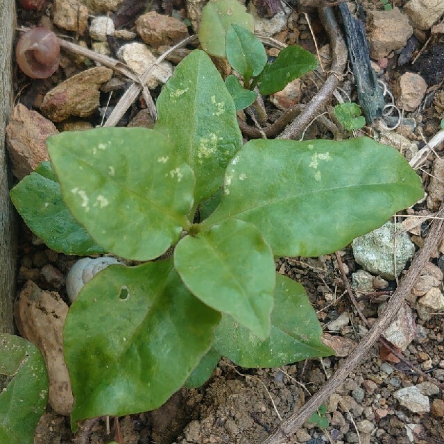 オカワカメの苗  5株 食品/飲料/酒の食品(野菜)の商品写真