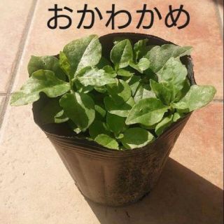 オカワカメの苗  5株(野菜)