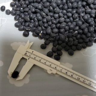 2021年産 丹波種 無農薬黒豆 900ｇ(米/穀物)