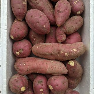 ①岡山県産  訳あり紅はるか  7キロ  80サイズ箱  無農薬栽培(野菜)