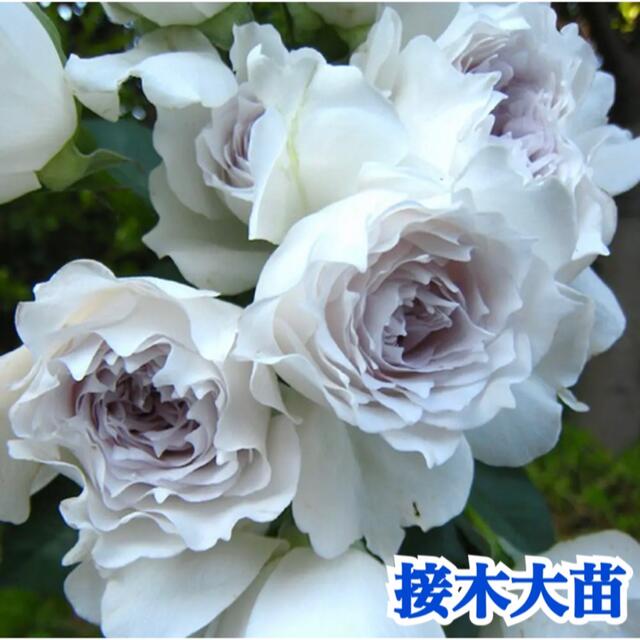 接木大苗 大天使の名前を持つ神秘的薔薇☆超強香☆薔薇苗☆薔薇 香り