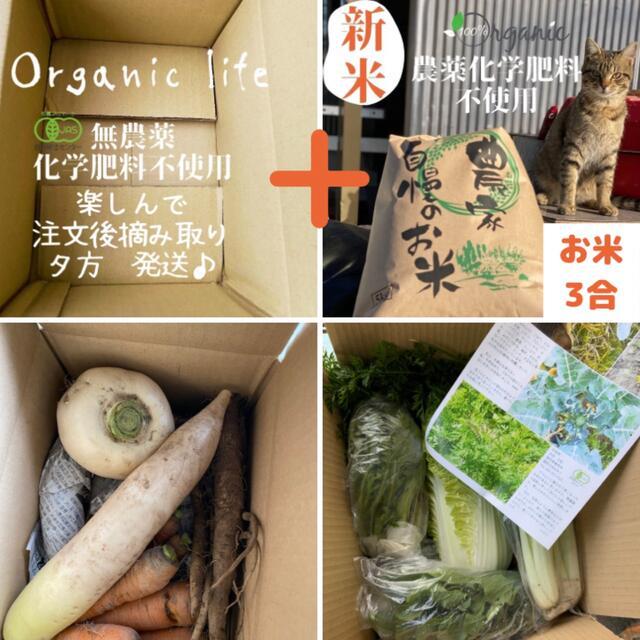 【源喜が届く♫無農薬のお米３合とオーガニック野菜セット】 食品/飲料/酒の食品(米/穀物)の商品写真