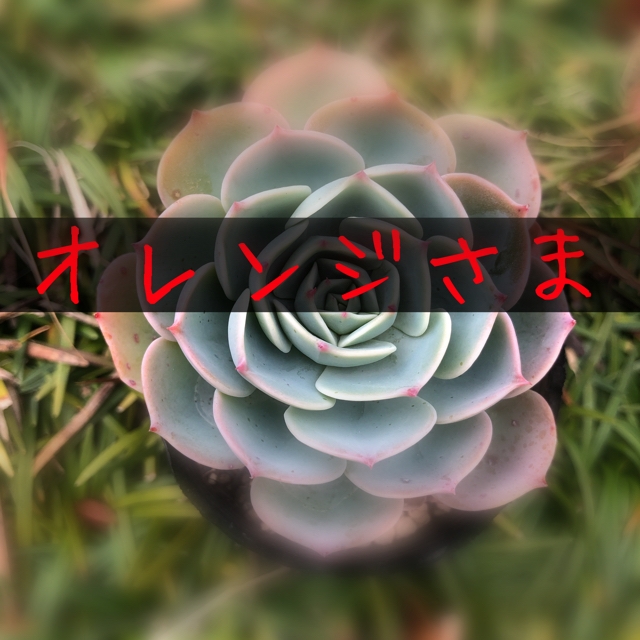 多肉植物 ❁ 七福神抜き苗③ ハンドメイドのフラワー/ガーデン(その他)の商品写真