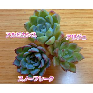 多肉植物 カット苗 (韓国苗3種)(その他)