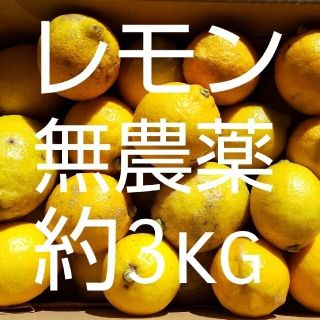 訳あり レモン 約3kg 無農薬 自家製(フルーツ)