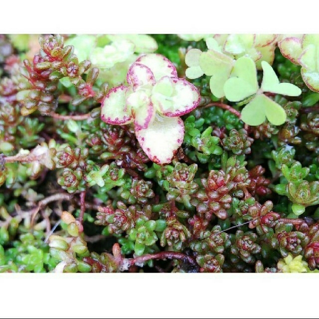 多肉植物 国内自生種 小米万年草 レアセダム ハンドメイドのフラワー/ガーデン(その他)の商品写真