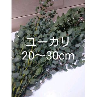 フレッシュユーカリ20～30cm前後  20本前後(ドライフラワー)