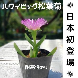 『1株』 ハワイ　ジャンボ松葉菊　大輪　希少　ピンク　アクリクリ(その他)